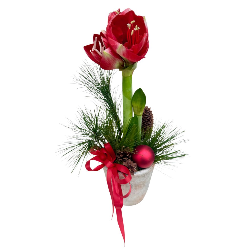 product image for Christmas gnome