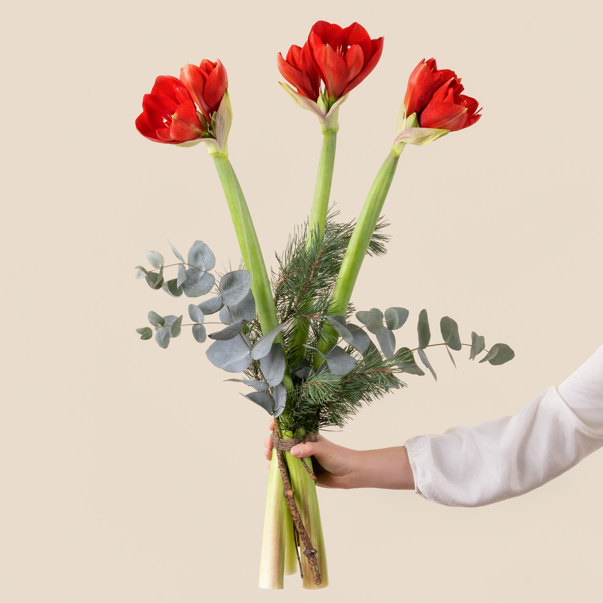 product image for Bouquet d'Amaryllis