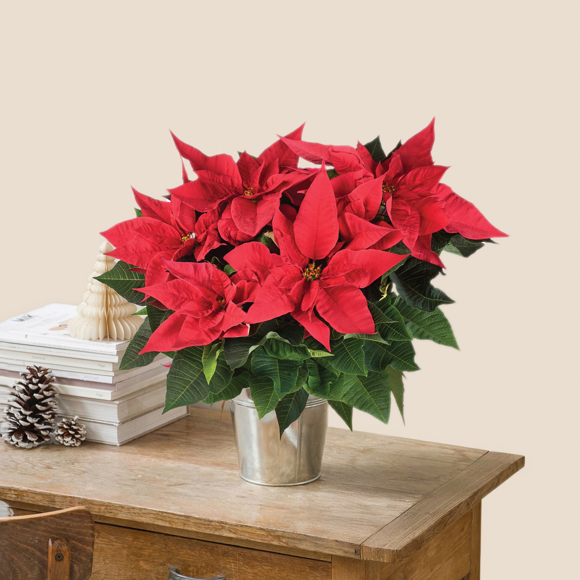 product image for Poinsettia