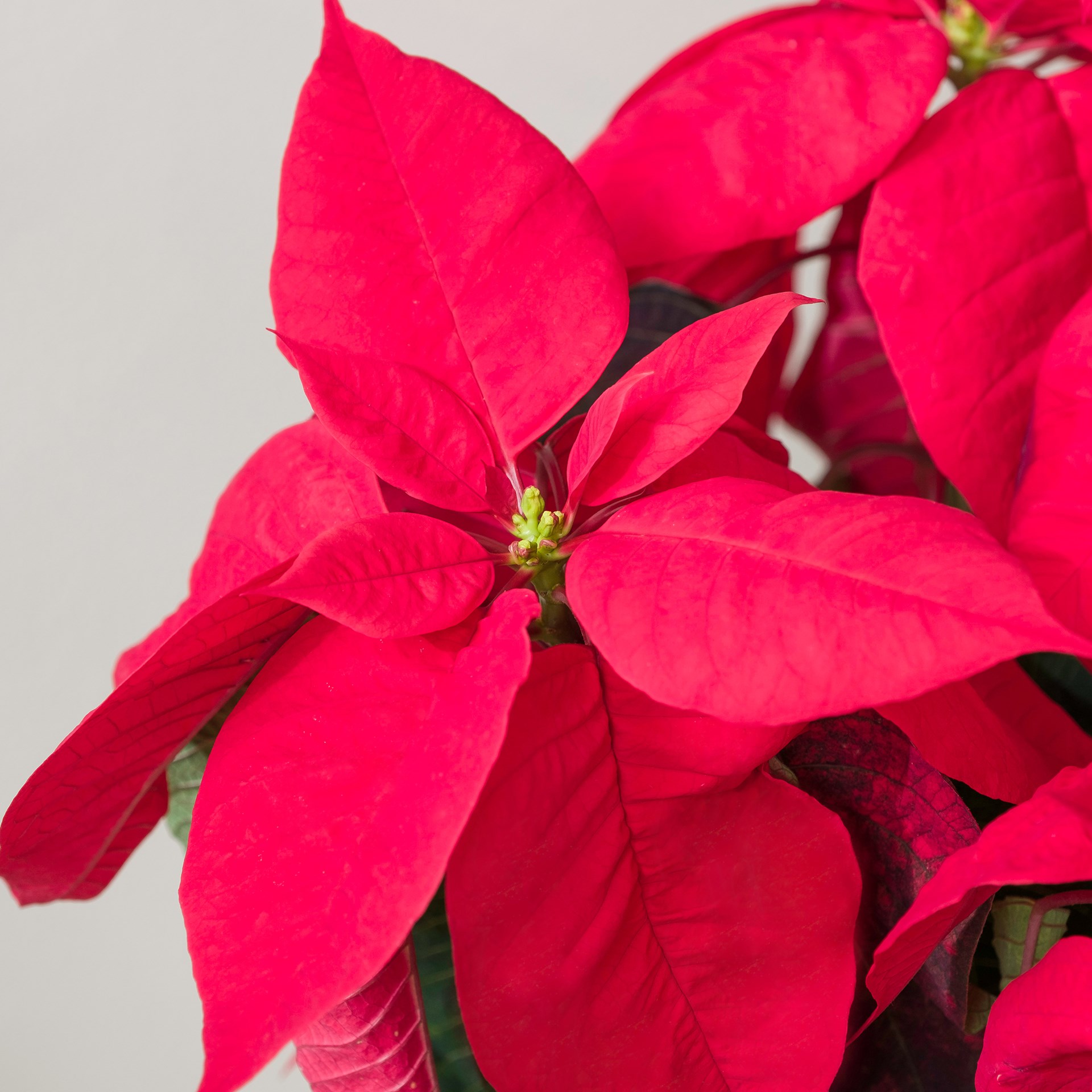 Poinsettia