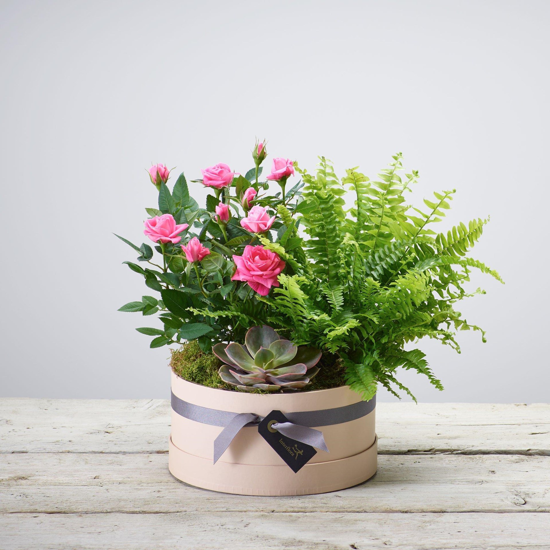 product image for Arrangement of Plants.