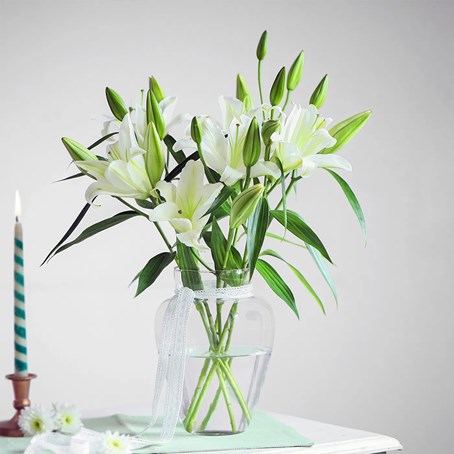 Vanilla Lily Dream