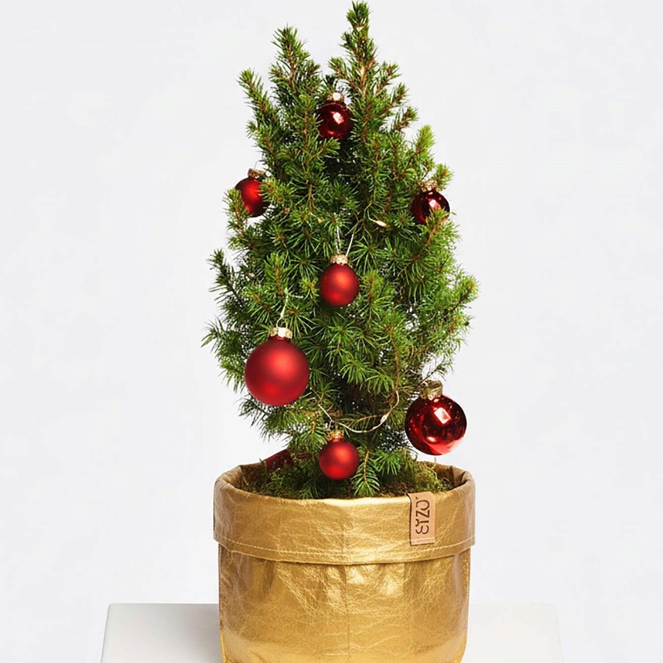 Magical Christmas Greetings