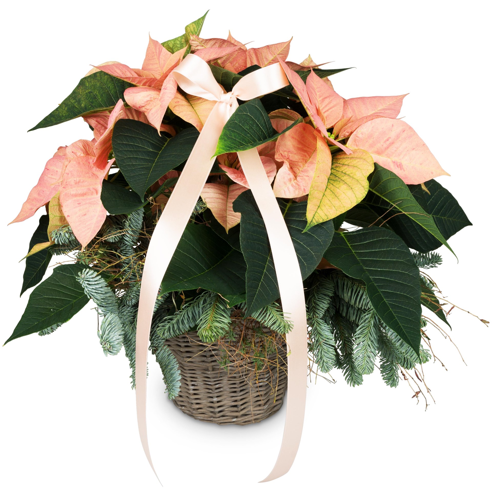 product image for Indoor plant Star Magic poinsettia