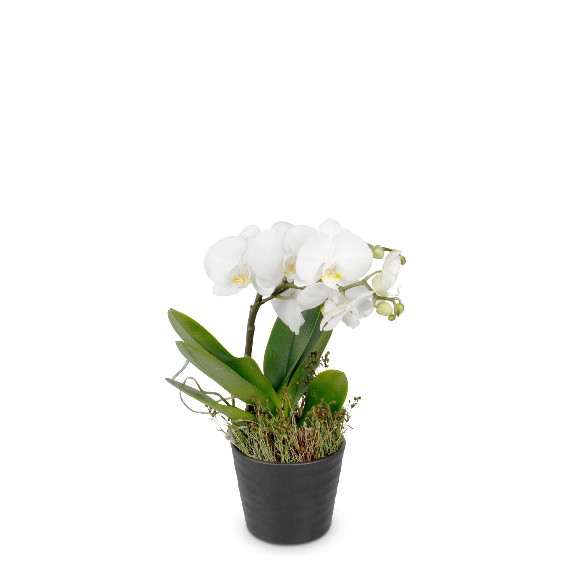 product image for White Orchid Phalaenopsis