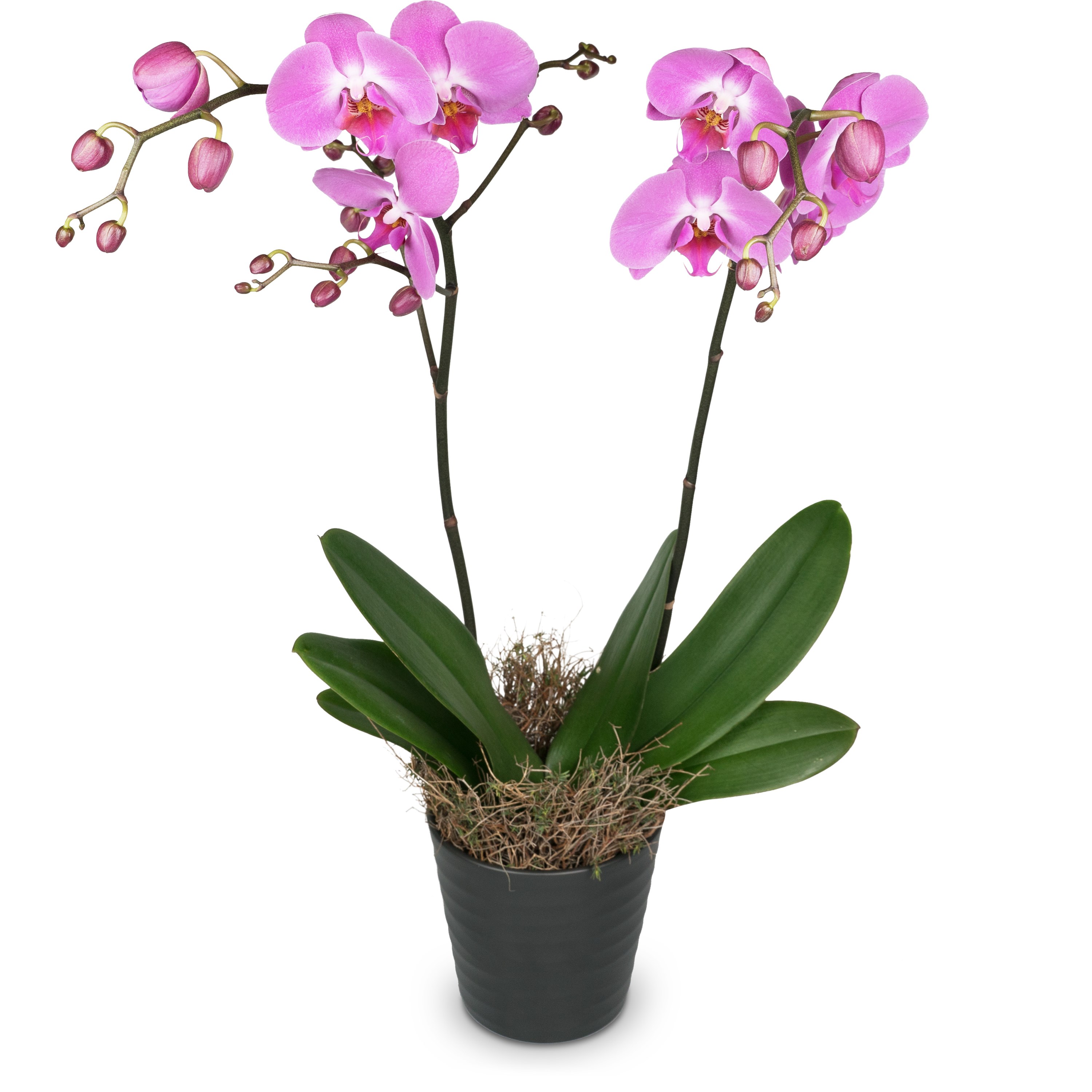 Pink Orchid Phalaenopsis