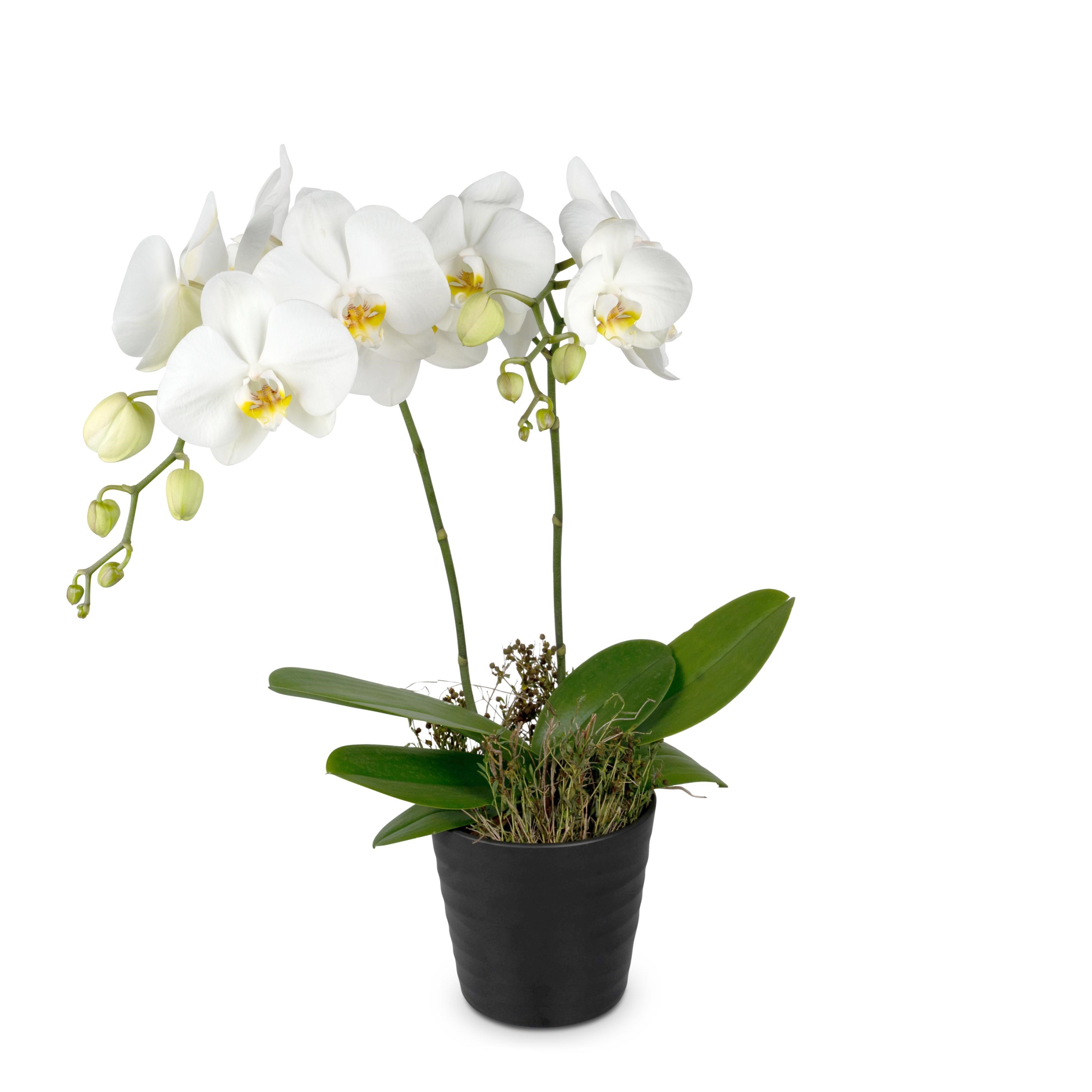 White Orchid Phalaenopsis