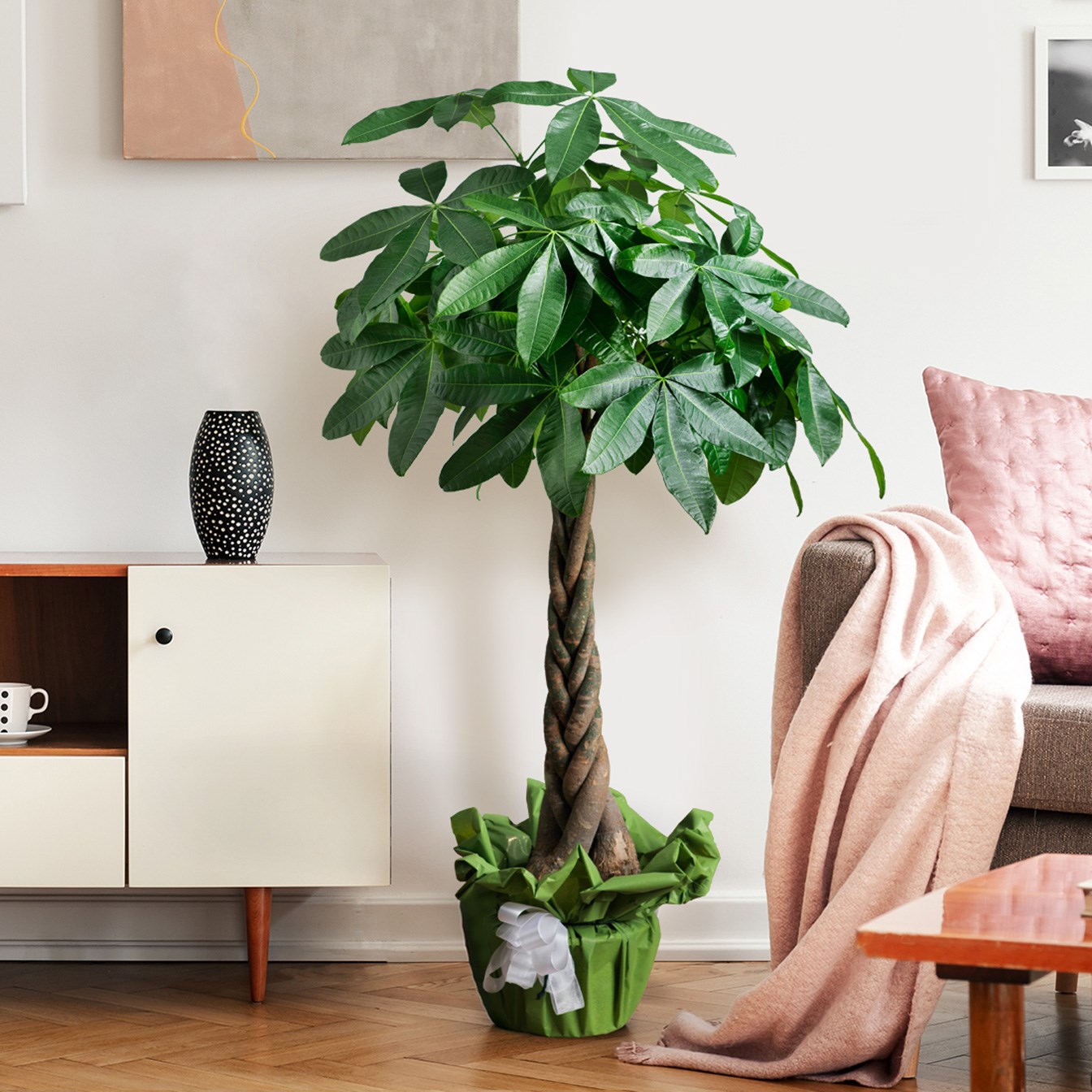 product image for Pachira Aquatica