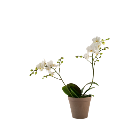 Orchid White 242678