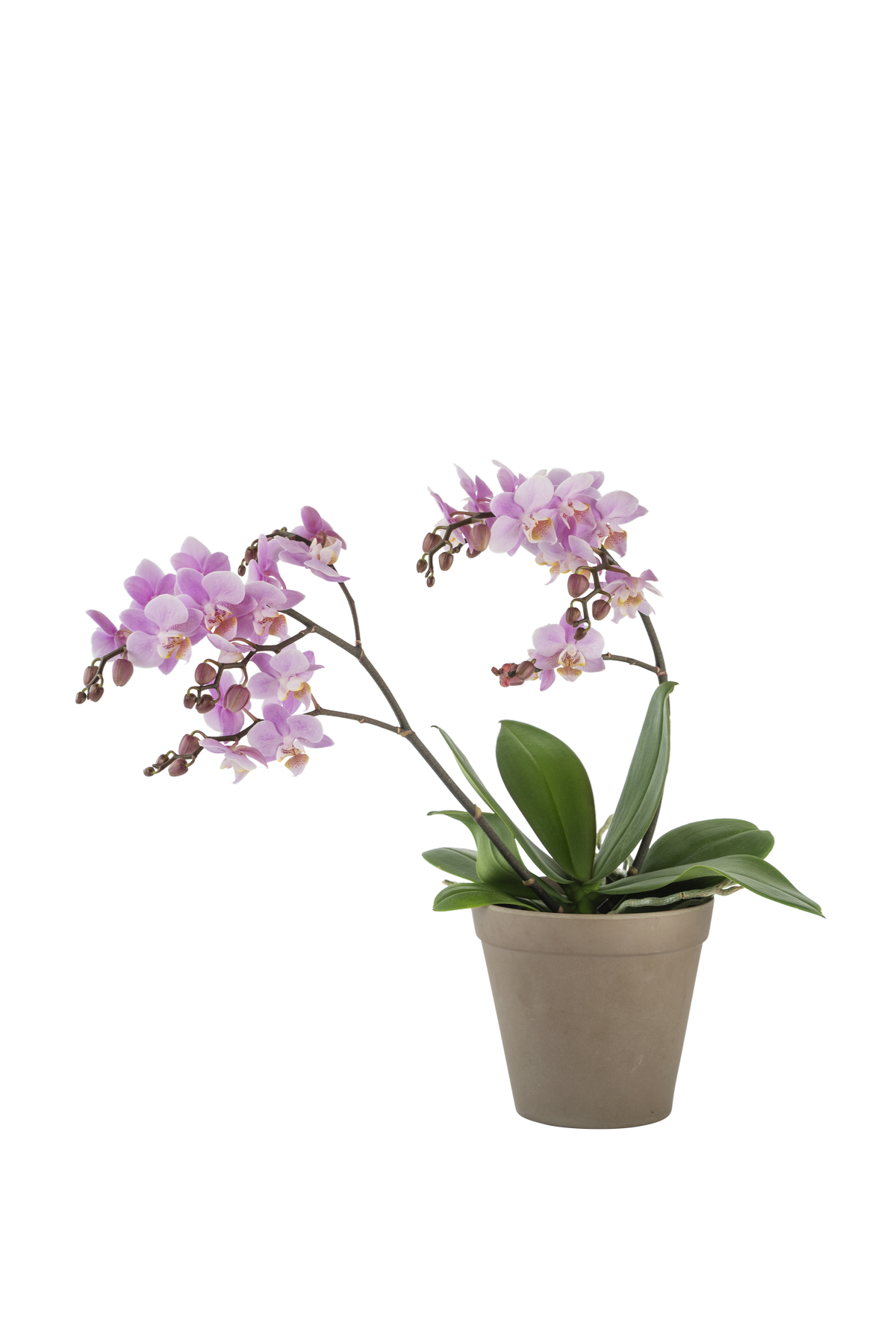 product image for Orchid Pink 242679
