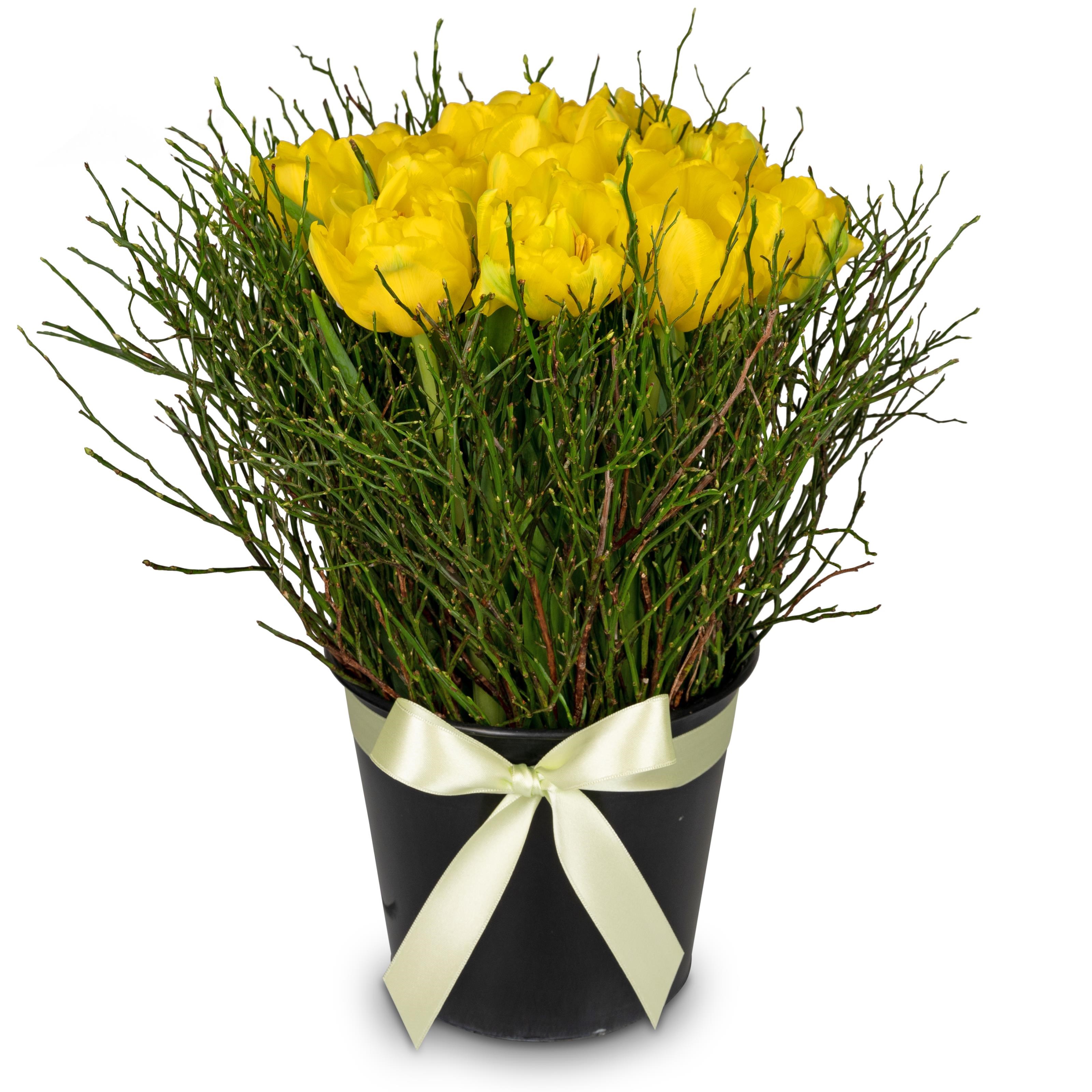 Arrangement of Tulips Spring-Hit