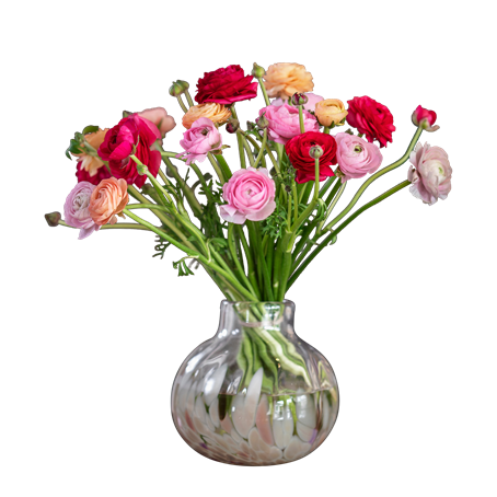 Buttercups mix colors 240174