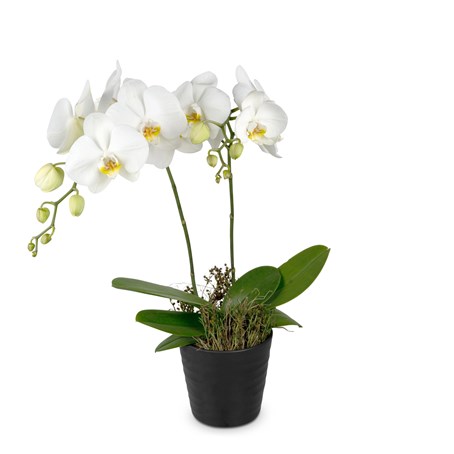 Indoor plant 'White Dream' orchid