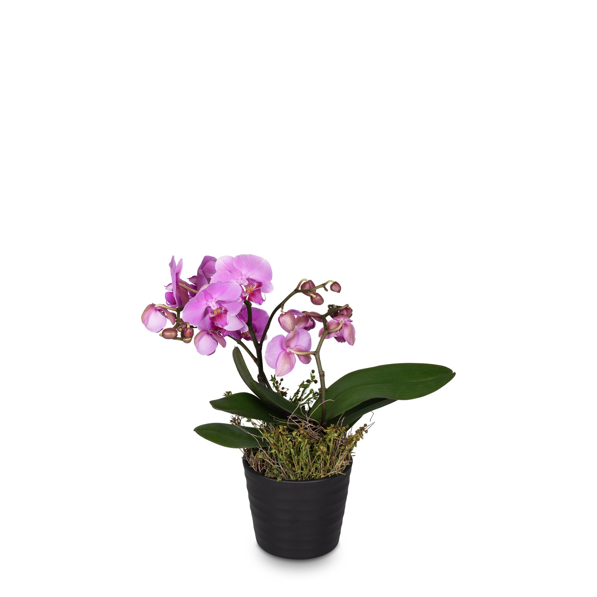 Indoor plant Pink Dream orchid