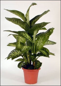 product image for Dieffenbachia Plant