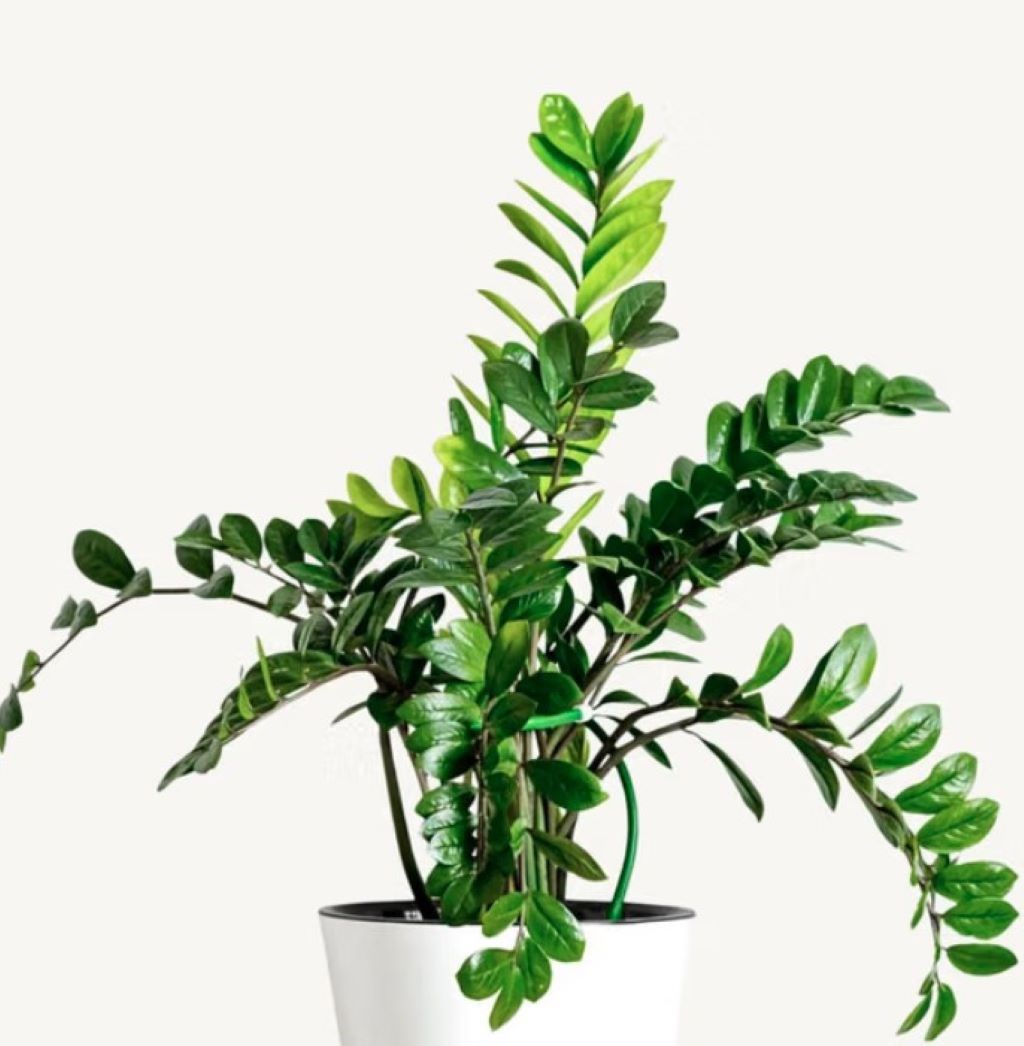 Zamioculcas ZZ
