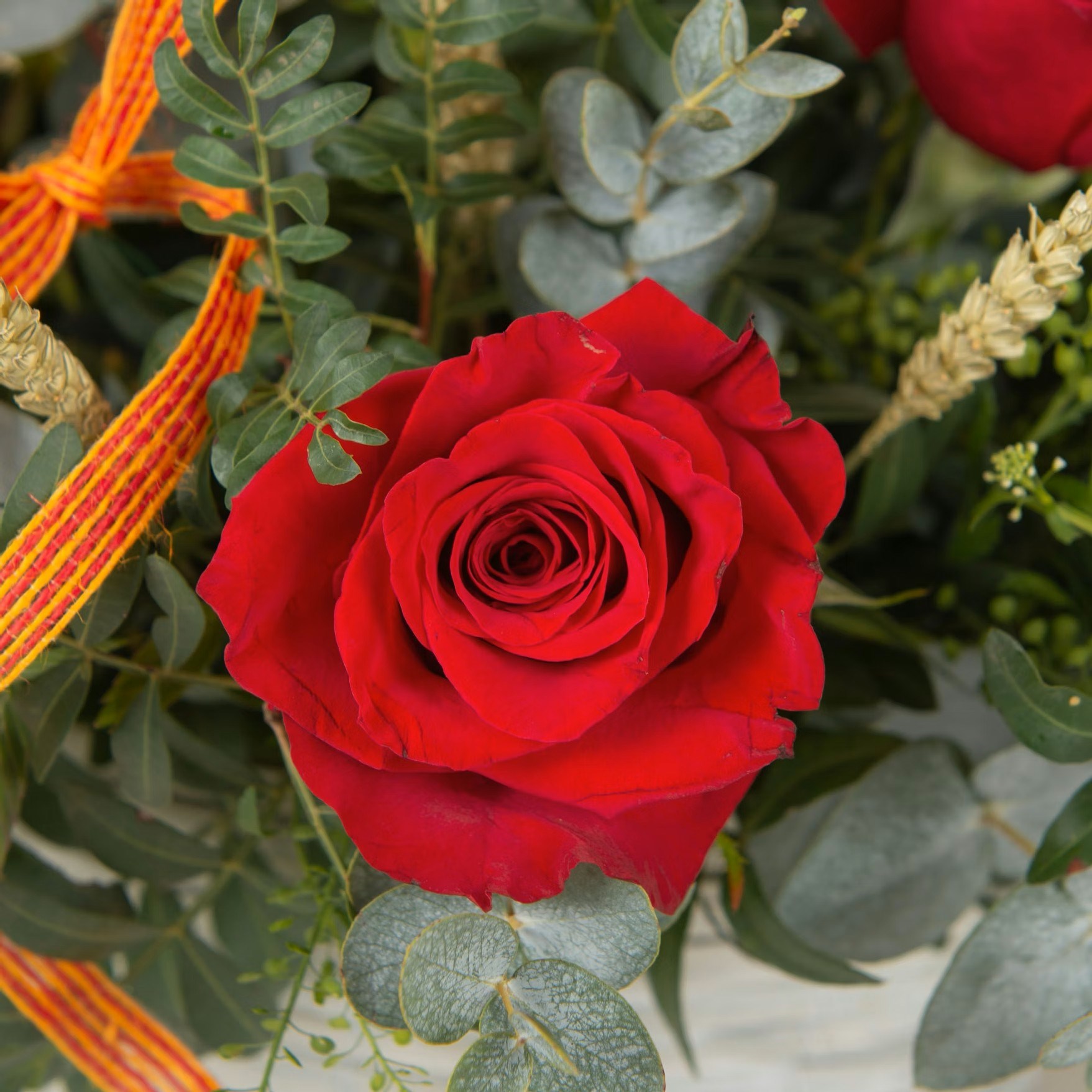 Premium Sant Jordi Basket