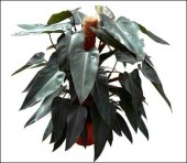 product image for PHILODENDRON PLANT