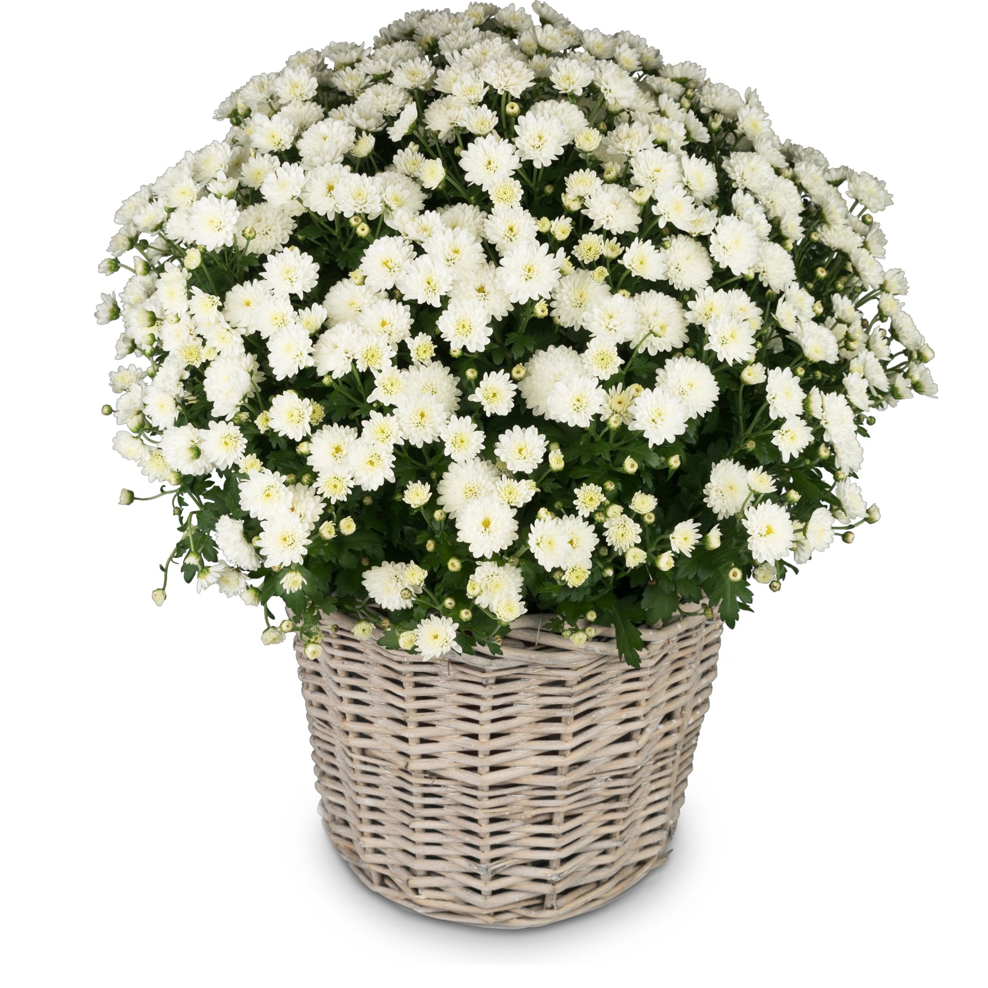 product image for Chrysanthemum 'Rest in Peace' white, for the cemetery, CHN80594CH