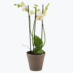 Orchid White two branch 242641
