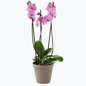 Orchid Pink two branch 242642