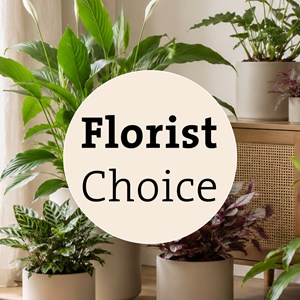 Arrangement of Plants