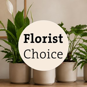 Single Plant