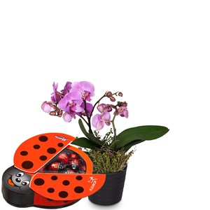 Indoor plant 'Pink Dream' orchid with Munz chocolate ladybir