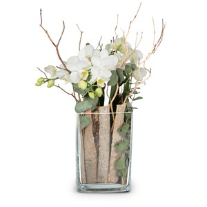 Indoor plant 'Lifestyle' orchid in vase