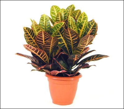 product image for House green plant