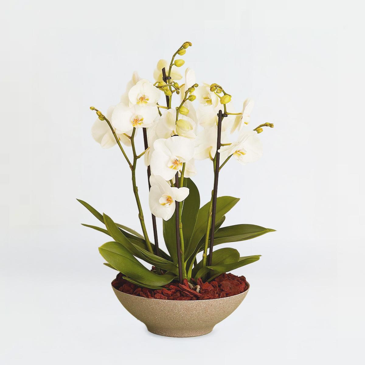 product image for Arrangement of orchids, DK171DK