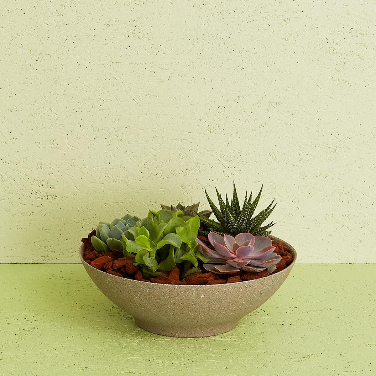 product image for Succulent Arrangement, DK157DK