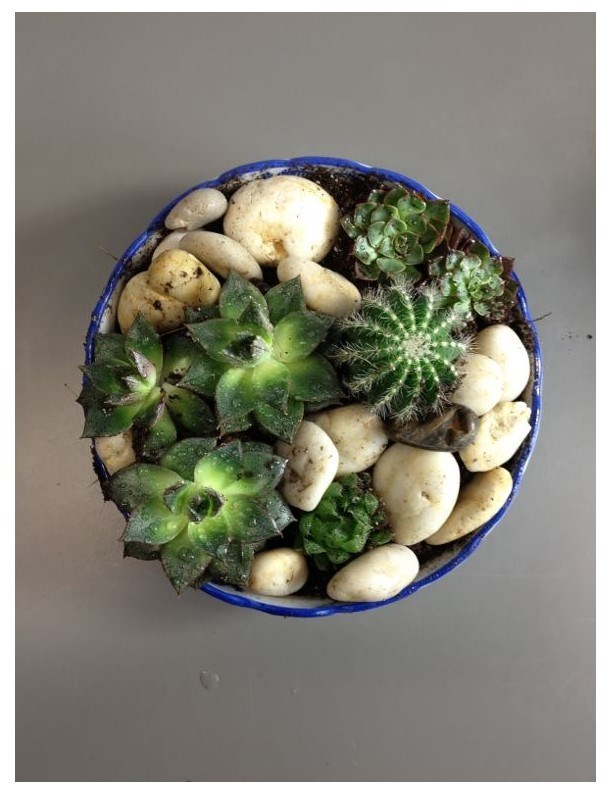 product image for Arrangement of Plants