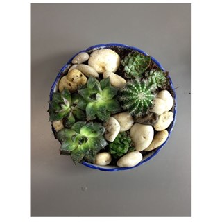 Arrangement of Plants