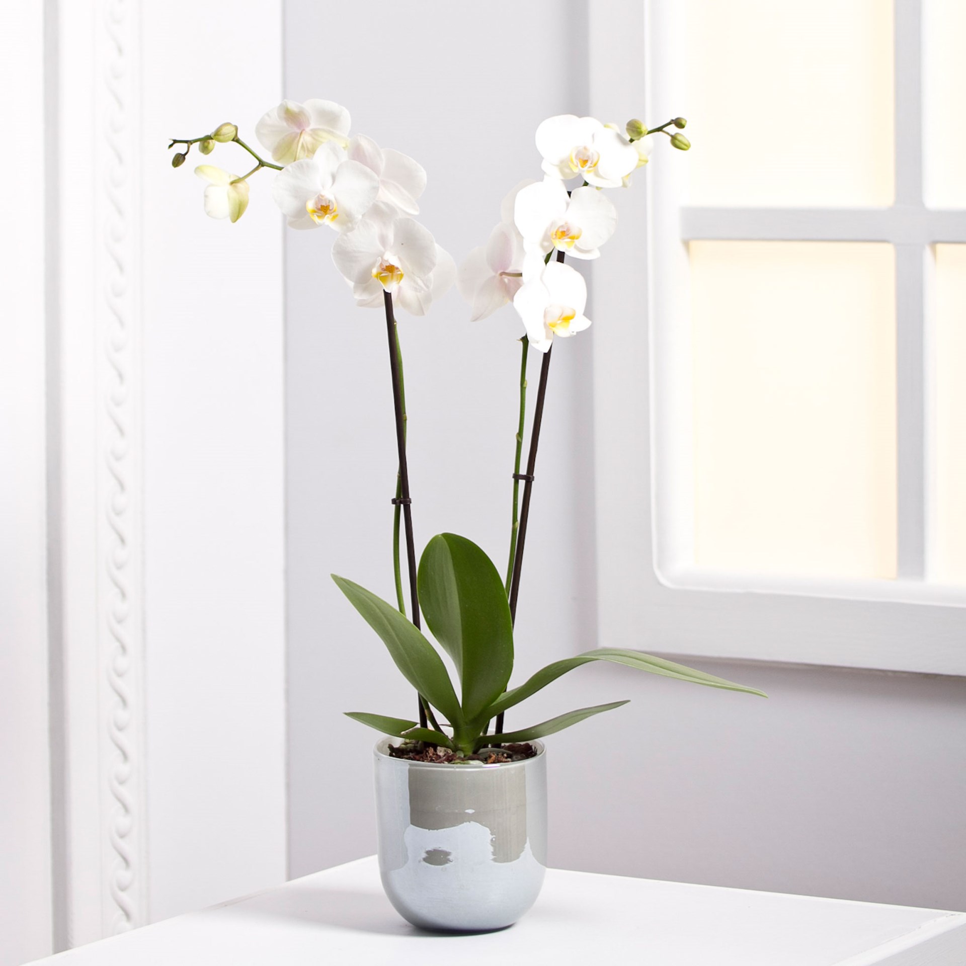 product image for Orchid Plant