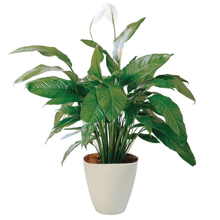 product image for Spathiphyllum in pot