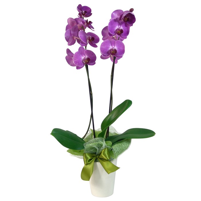 product image for Orchid in a pot