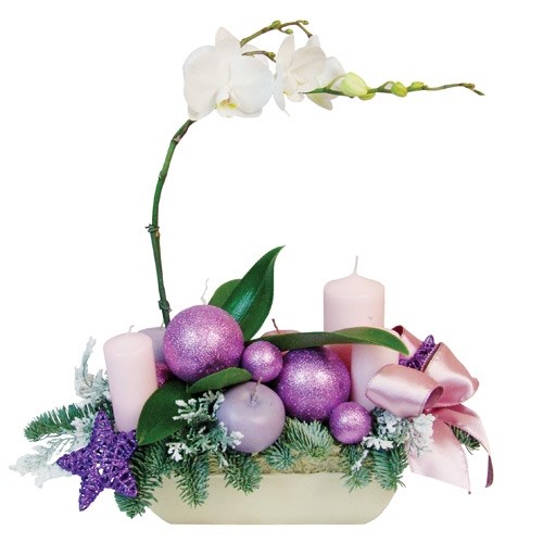 Christmas Phalaenopsis composition