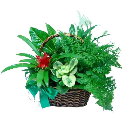 product image for Flowerpot plants composition