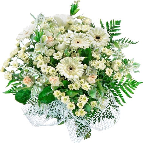 product image for Mimosa flowers