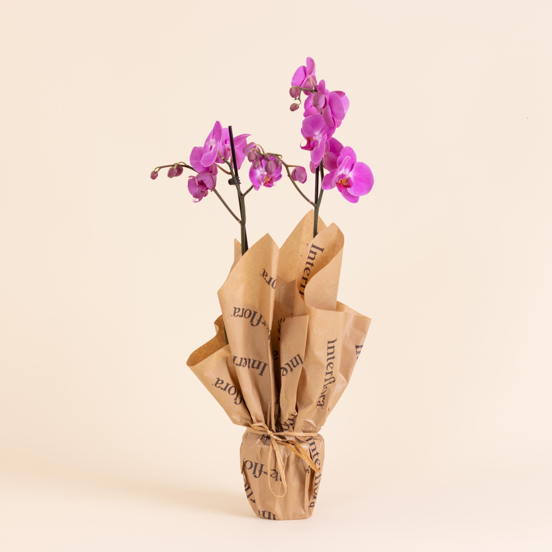 Pink Premium Orchid