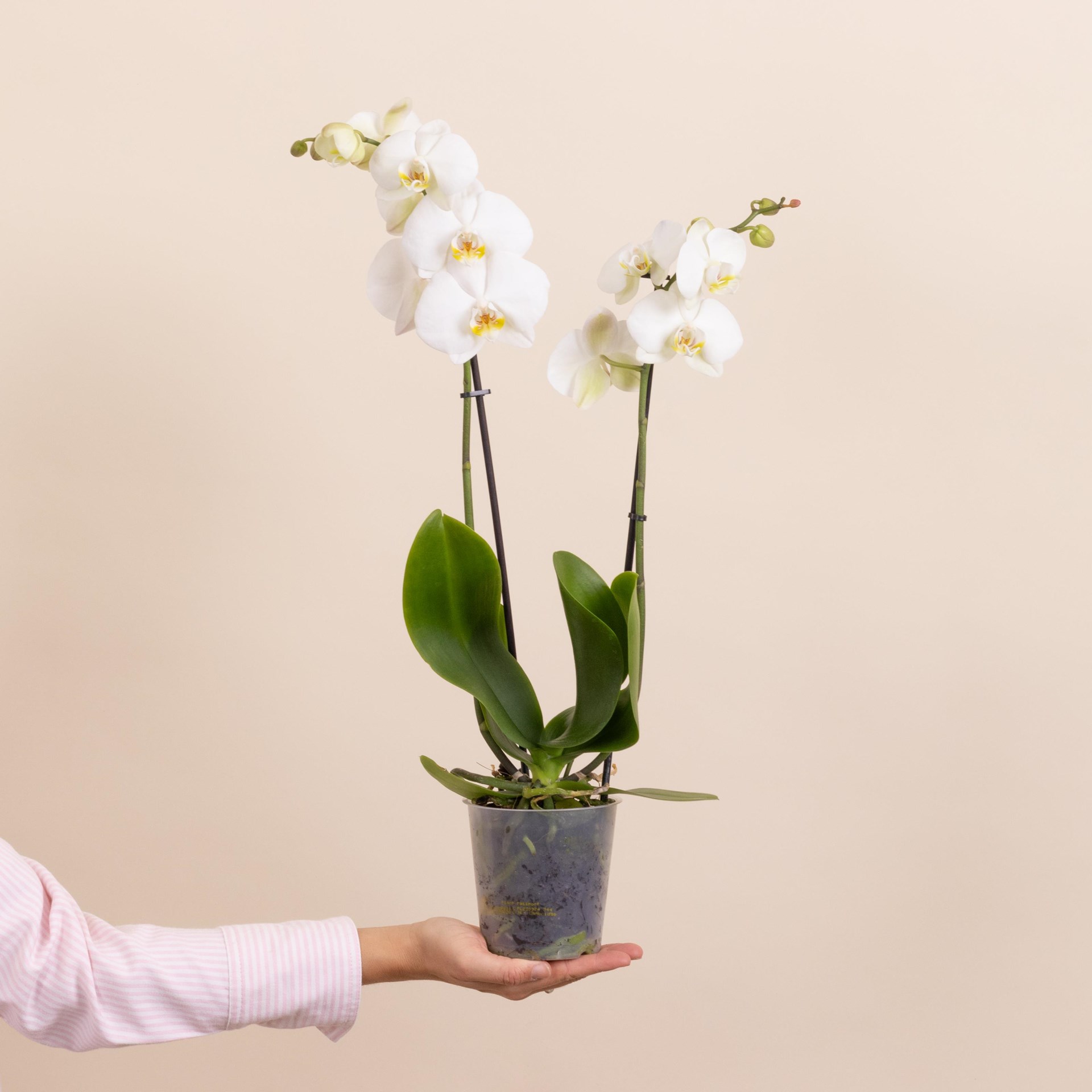 White Orchid