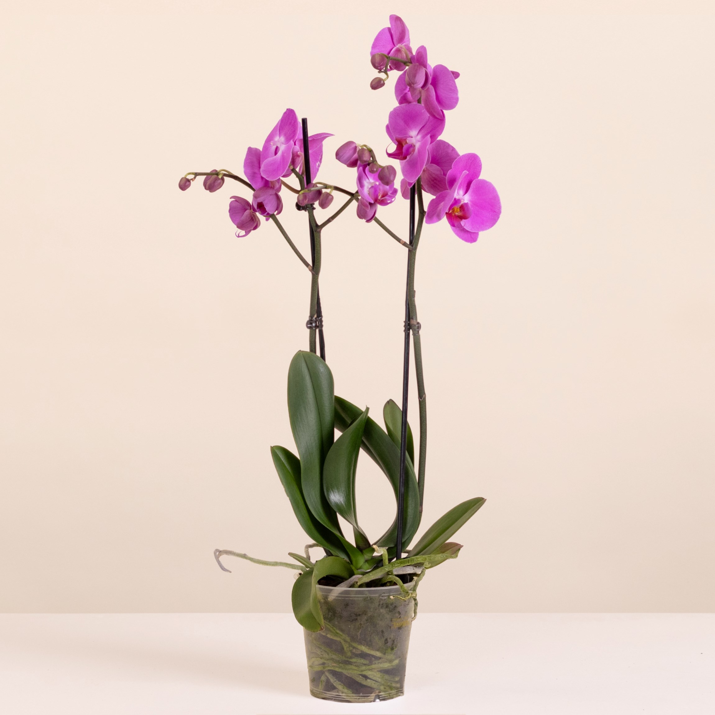 Pink Orchid - Premium Orchid Plant