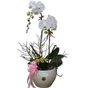 product image for Orchids In Vase